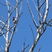 Two Redheaded Woodpeckers by bjchipman