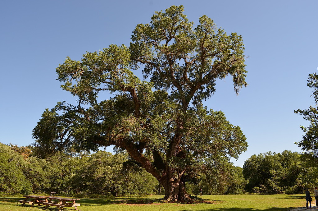 Ancient live oak tree by congaree