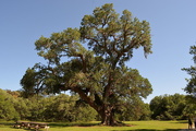11th May 2017 - Ancient live oak tree