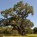 Ancient live oak tree by congaree