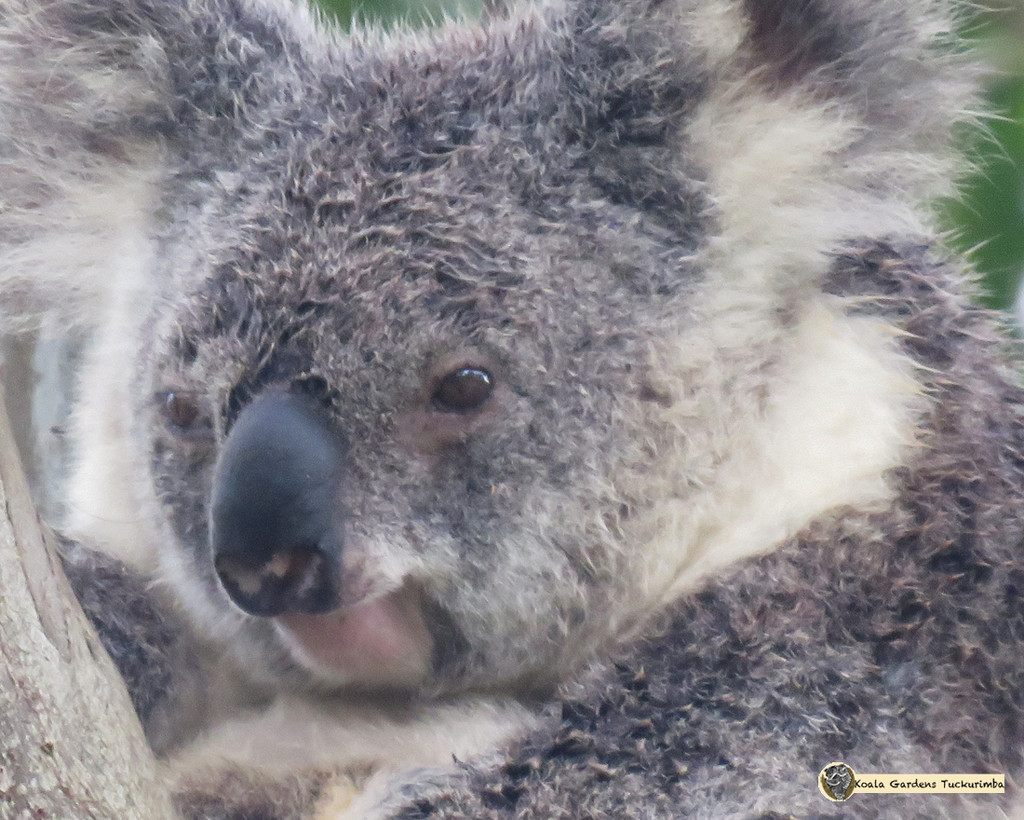 snuggles by koalagardens