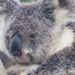 snuggles by koalagardens