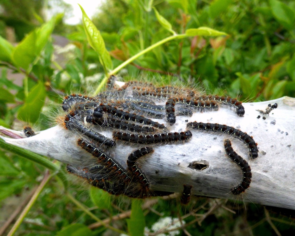 Small Eggar moth caterpillars by julienne1