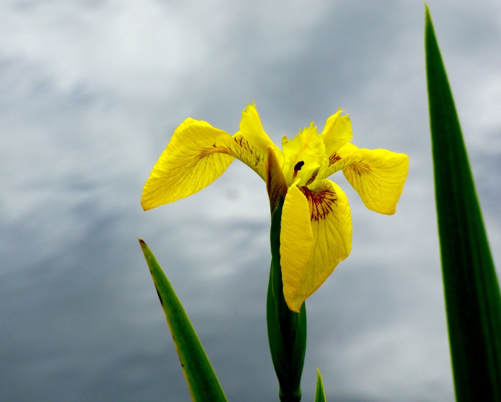 Yellow Flag Iris  by julienne1