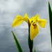 Yellow Flag Iris  by julienne1