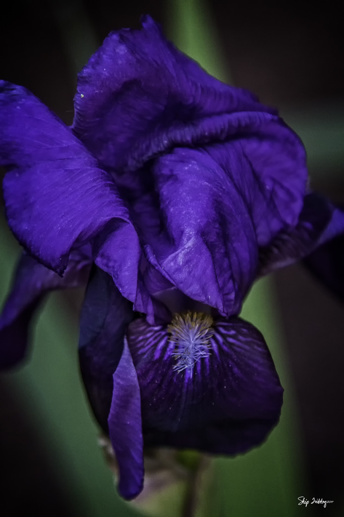 Purple Iris by skipt07