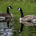 Canadian Geese by skipt07