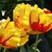 World Expression Tulip by susanharvey