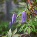 Francis Rivis  Blue Alpina Clematis by gardencat