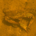Crab Having Crab! by rickster549