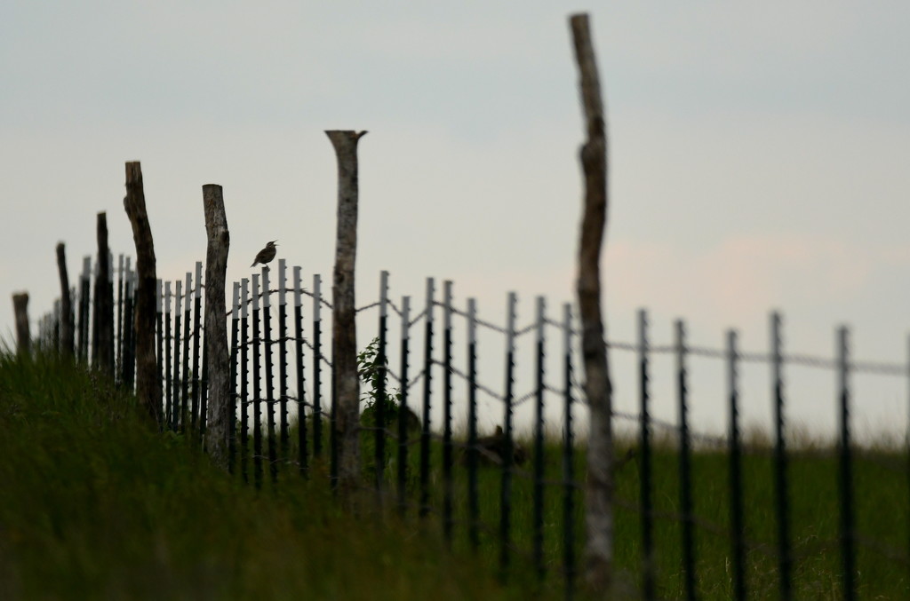 Singing Meadowlark on Fence by kareenking