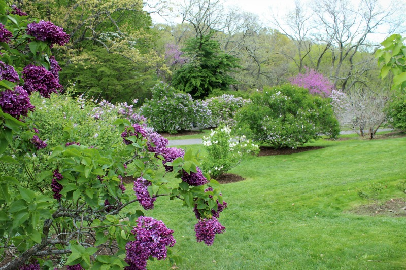 Along The Lilac Path At The Arboretum By Deborah Simmerman · 365 Project