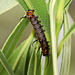 Caterpillar by terryliv