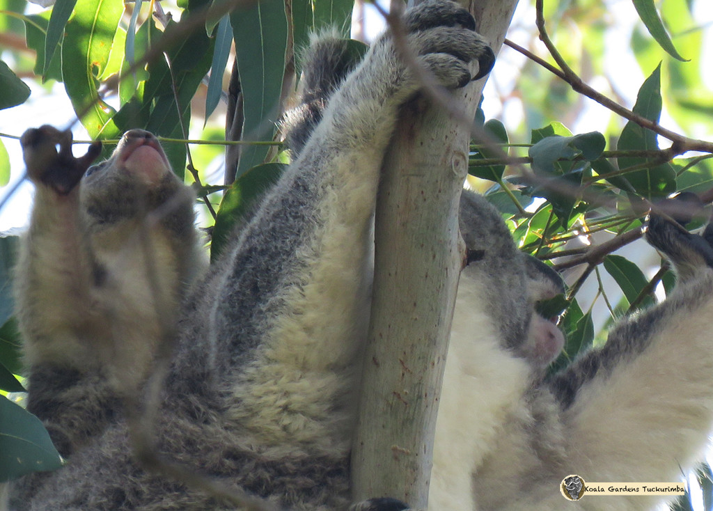 I can eat all on my own! by koalagardens