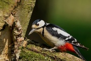 11th May 2017 - LOVELY LADY WOODPECKER