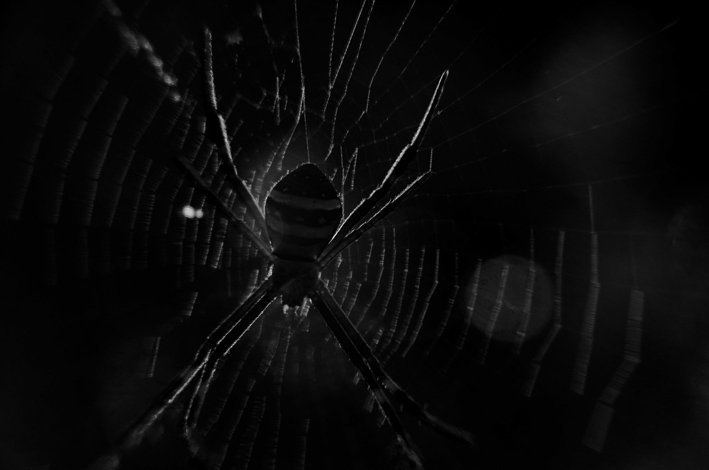 Spider by annied