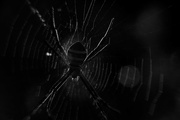 10th May 2017 - Spider