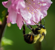 12th May 2017 - Bumble Bee