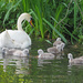Swans by philhendry