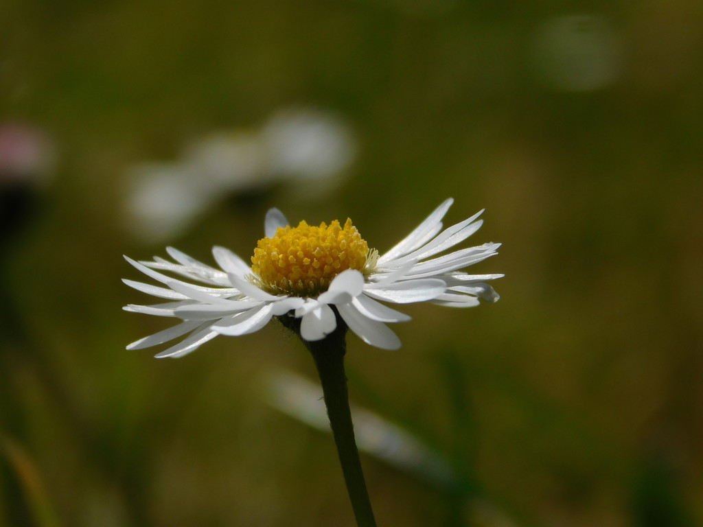 The humble daisy by 365anne