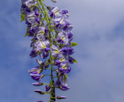 12th May 2017 - Wisteria