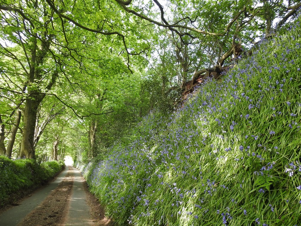 Bluebell Bank by roachling