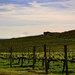 MaryHill Vineyards with Mt Hood in the Distance  by jgpittenger