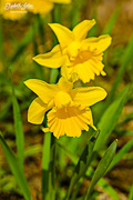 12th May 2017 - Daffodil