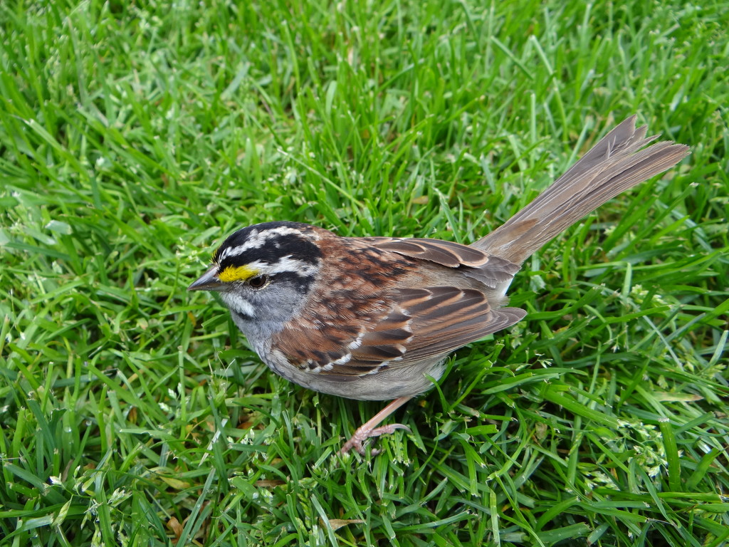 White Throated Sparrow by brillomick