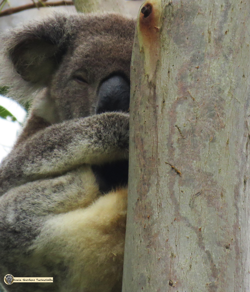 Half and Half by koalagardens