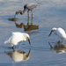 Snowy Egrets and Little Blue Heron by rickster549