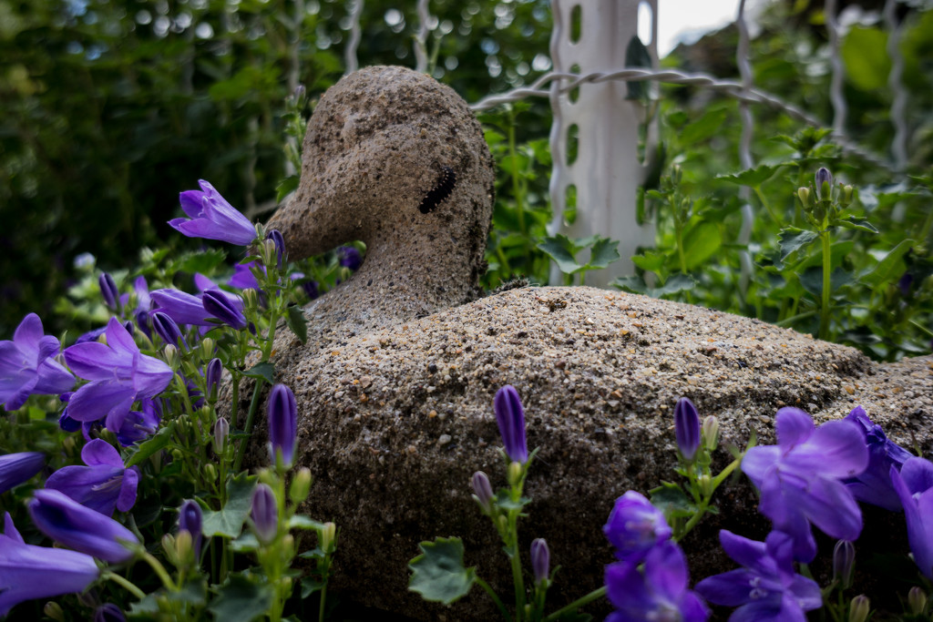 PLAY May - Sony 16mm f/2.8: Garden Duck by vignouse