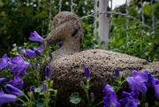 5th May 2017 - PLAY May - Sony 16mm f/2.8: Garden Duck