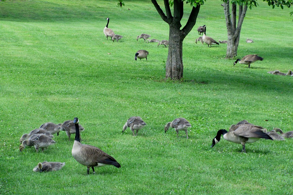 A field of goslings by tunia