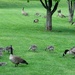 A field of goslings by tunia