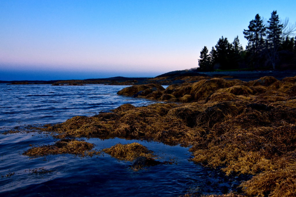 Maine Coast by dianen