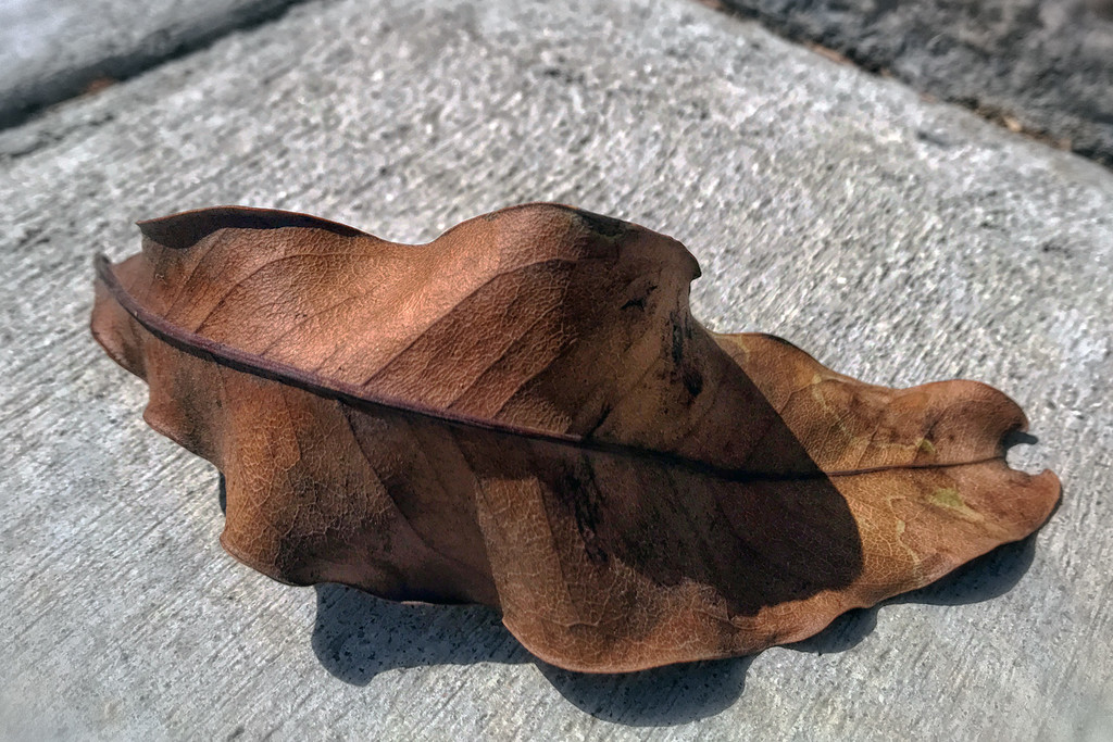 Dry Leaf by jaybutterfield
