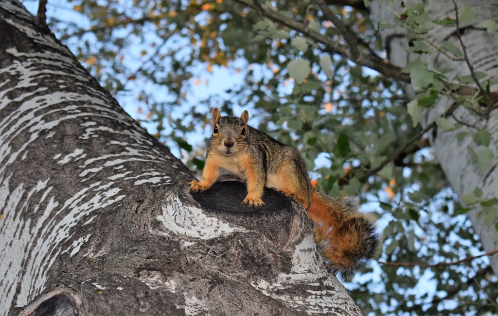 Squirrel! by sandlily