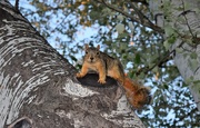12th May 2017 - Squirrel!