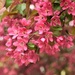Spring blossoms  by caitnessa