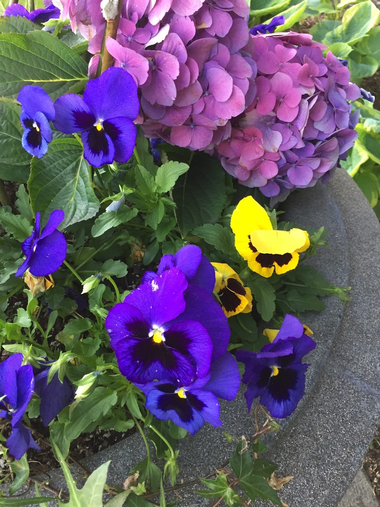 Hydrangea and pansies  by kchuk