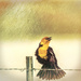 Yellow Headed Blackbird by 365karly1
