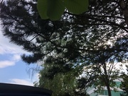8th May 2017 - Tree Canopy