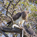 Red Tailed Hawk by aecasey