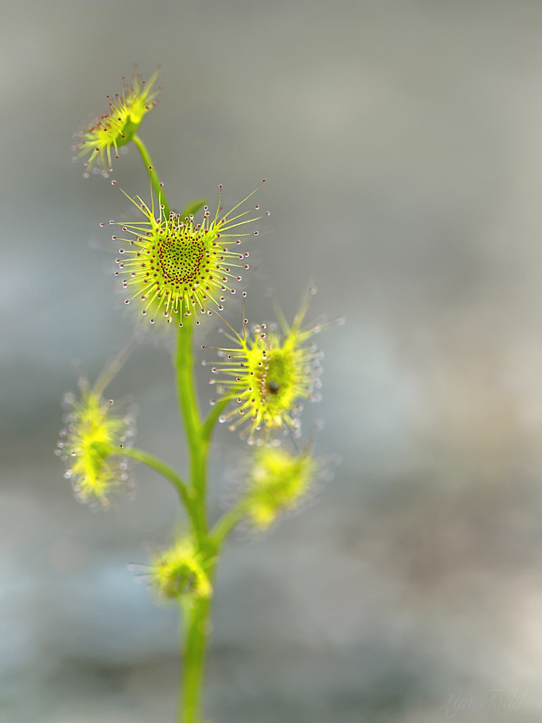 I'm a sucker for a sundew by ltodd