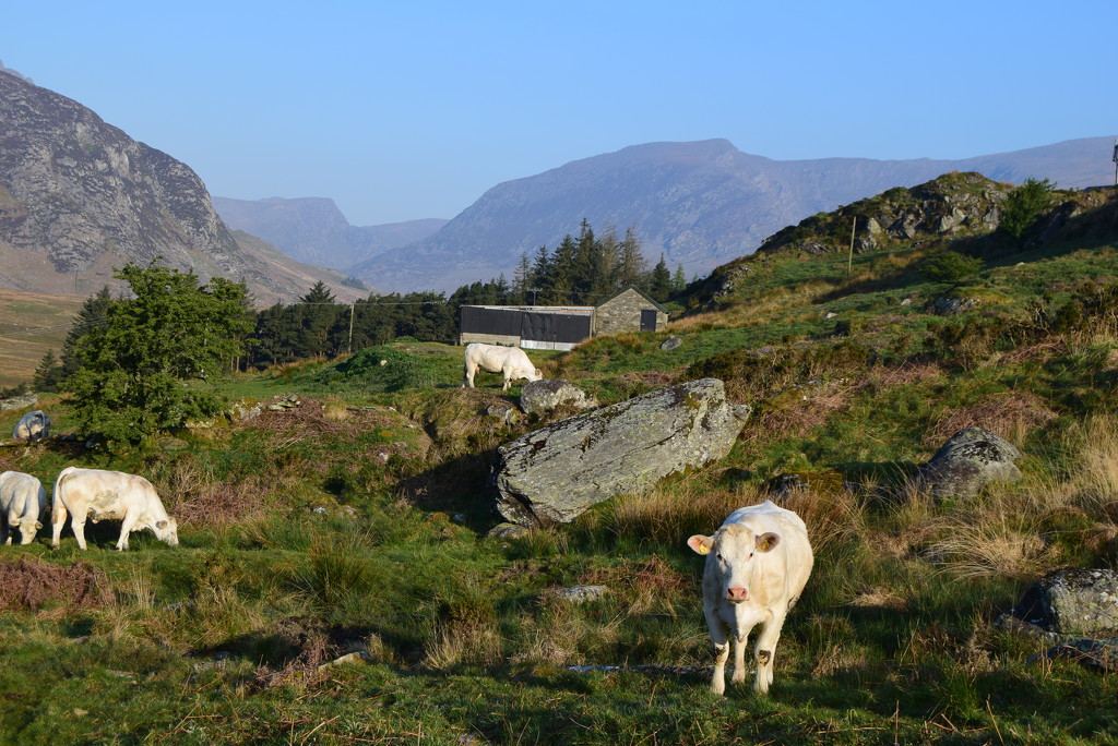 cows in the mountains by ianmetcalfe