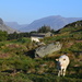 cows in the mountains by ianmetcalfe