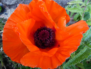 13th May 2017 - First Poppy