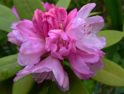 12th May 2017 - Rhodedendron