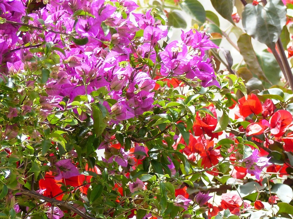 Bougainvillea  by foxes37